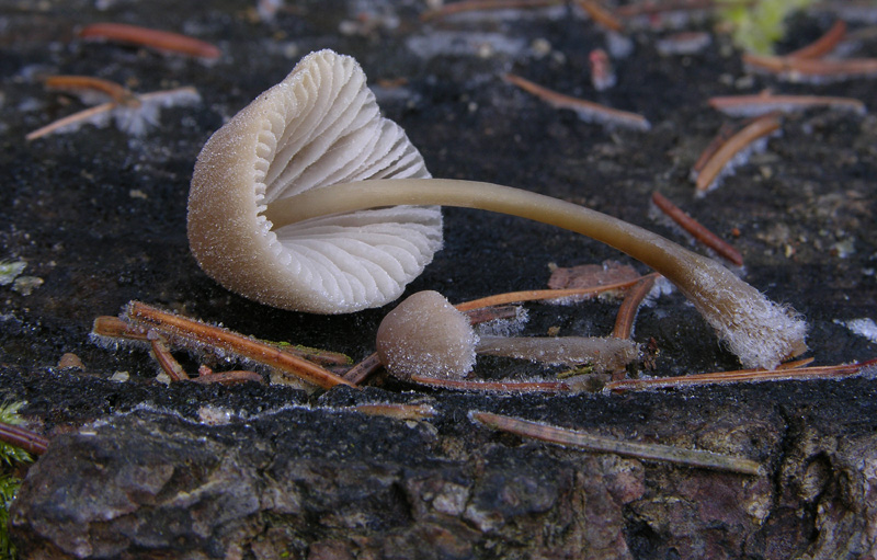 Funghi....dicembrini con alberto.....(parte 2)